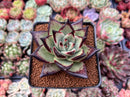 Echeveria Agavoides 'Ebony' 3" Succulent Plant