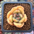 Echeveria 'Nunu' 1" Small Succulent Plant