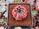 Echeveria 'Piano' 1" Succulent Plant