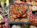 Echeveria Agavoides 'Chalstone' 1" Succulent Plant
