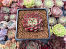 Echeveria 'Sarahime' 1" Succulent Plant