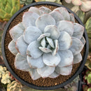 Echeveria 'Laui' 4" Large Powdery Succulent Plant