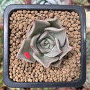 Echeveria Agavoides 'Beauty Lily' 1" Succulent Plant