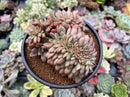 Echeveria 'Ariel' Crested 4"-5" Succulent Plant