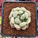 Echeveria 'Golden Velvet' 1" Succulent Plant