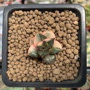 Echeveria 'Monocerotis' Variegated 1/2" Seedling Succulent Plant