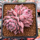 Echeveria 'Black Swan' 1"-2" Cluster Succulent Plant