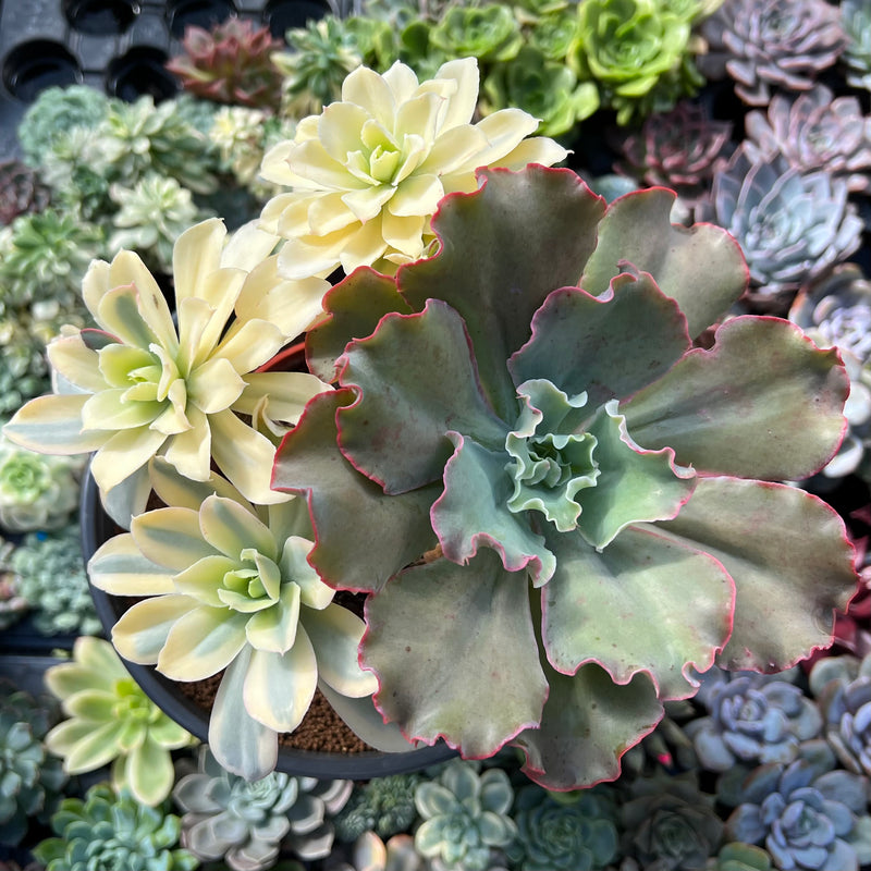 succulent japan Echeveria 'Japan Moon River' Variegated 7"-8" Large Cluster Succulent – True Succulents Plant Co