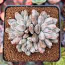 Echeveria 'Tolimanensis' 2"-3" Cluster Succulent Plant