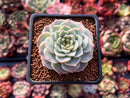 Echeveria 'Red Velvet' 1"-2" Succulent Plant