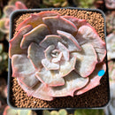 Echeveria 'Lilacina' Marble Variegated 2"-3" Succulent Plant