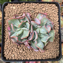 Echeveria 'Blue Spur' 3" Cluster Succulent Plant