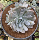 Echeveria 'Manner Queen' (Not Echeveria Exotic) 7" Large Powdery Succulent Plant