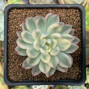 Echeveria 'Mebina' Variegated 2" Succulent Plant