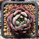 Echeveria 'Icoiris' 1" Succulent Plant