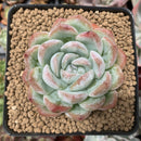 Echeveria sp. 3" Succulent Plant