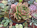 Echeveria 'White Champaign' 4"-5" Large Cluster Succulent Plant