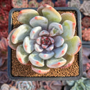 Echeveria 'Trumso' 2"-3" Succulent Plant