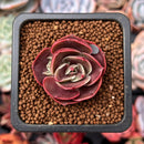Echeveria 'Red Tan' 1" Succulent Plant