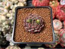 Echeveria 'Scorpio' 1" Succulent Plant
