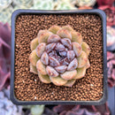 Echeveria 'Citrine' 1"-2" Seed Grown Air Magic Hybrid Succulent Plant