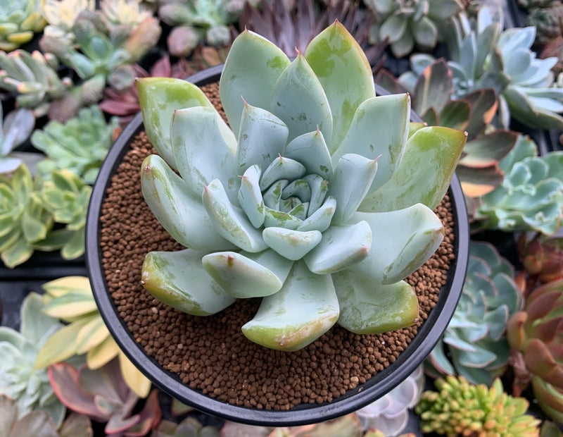 echeveria glauca succulent Echeveria sp. 4