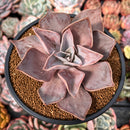 Echeveria 'Rodolfi' 3"-4" Succulent Plant