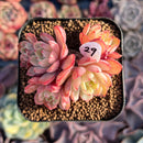 Echeveria 'Luvissing' 2" Succulent Plant