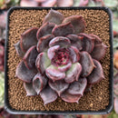 Echeveria 'Dark Chocolate' 3" New Hybrid Succulent Plant