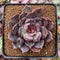 Echeveria 'Dark Chocolate' 3" New Hybrid Succulent Plant
