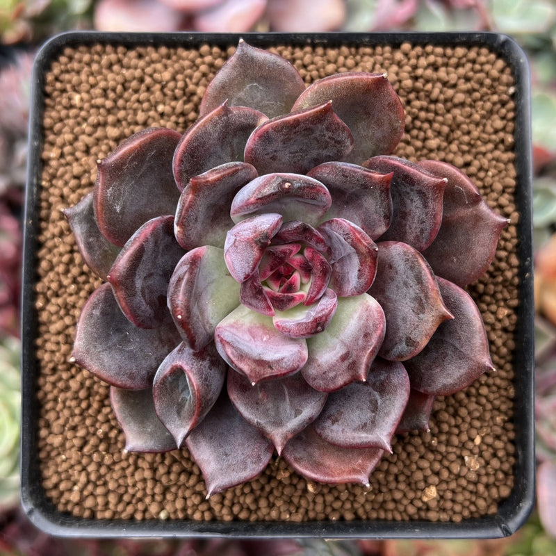 chocolate rose succulent Echeveria 'Dark Chocolate' 3" New Hybrid Succulent Plant – True Succulents Plant Co