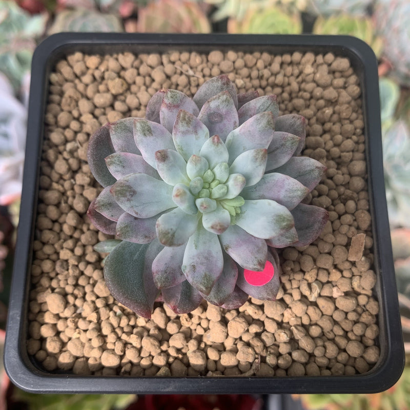 Sedeveria 'Blue Elf' Variegated 1