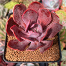 Echeveria 'Hanaikada' Non-Variegated 2"-3" Succulent Plant