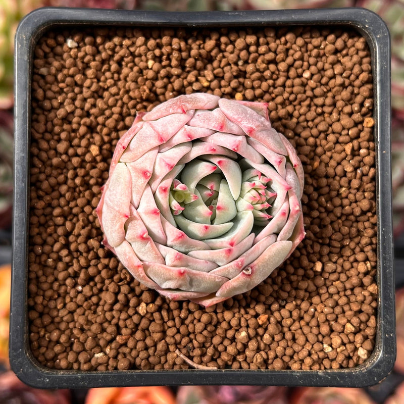 blue dolphin succulent Echeveria 'Blue Dolphin' 1"-2" Succulent Plant
