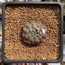 Echeveria 'Scorpio' 1" Succulent Plant