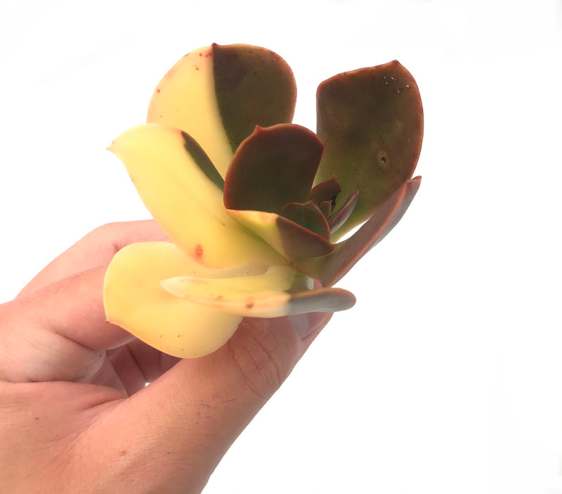 Echeveria 'Primadonna' Variegated 3" Rare Succulent Plant
