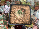 Echeveria Agavoides 'Kobani' 1" Succulent Plant