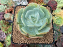 Echeveria 'Peach Girl' 3" Succulent Plant
