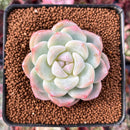 Echeveria 'Icy Green' 2" Succulent Plant