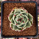 Echeveria Agavoides 'Blue Dragon' 2" Succulent Plant