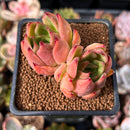 Echeveria Agavoides 'Padma' 2" Cluster Succulent Plant