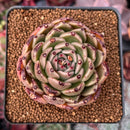 Echeveria Agavoides 'Sarabony' 2"-3" Succulent Plant