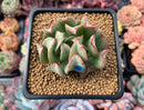 Echeveria 'Black Hawk' 2" Succulent Plant