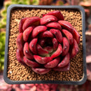 Echeveria Agavoides 'Rubra' 1"-2" Succulent Plant