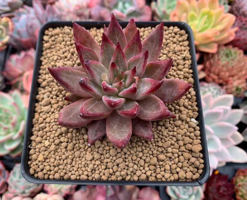 skinny succulent plant Echeveria Agavoides 'Skinny' 3" Succulent Plant – True Succulents Plant Co