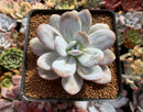 Echeveria 'Laui' 3" Powdery Succulent Plant
