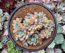Echeveria 'Brave' Crested Cluster 4" Succulent Plant