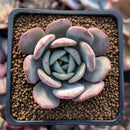 Echeveria 'Soulmint' 2" Succulent Plant