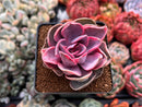 Echeveria 'Rainbow' Variegated 3" Succulent Plant