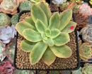 Echeveria 'Golden Glow' Variegated 2"-3" Succulent Plant
